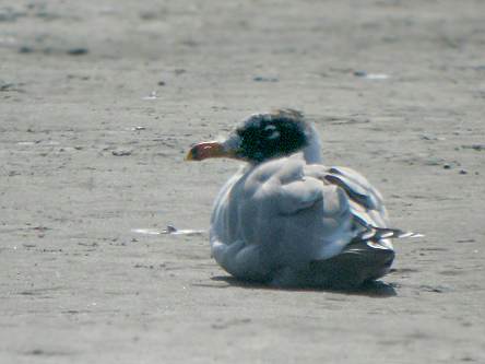 オオズグロカモメ見て歩き北九州発