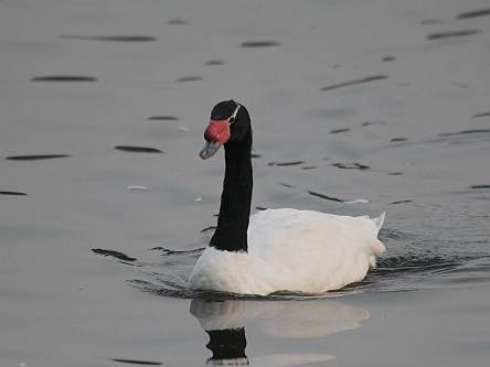 クロエリハクチョウ見て歩き北九州発