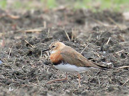 オオチドリ見て歩き北九州発